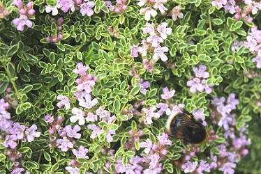 Thymus serpyllum 'Highland Cream' - 8cm pot 